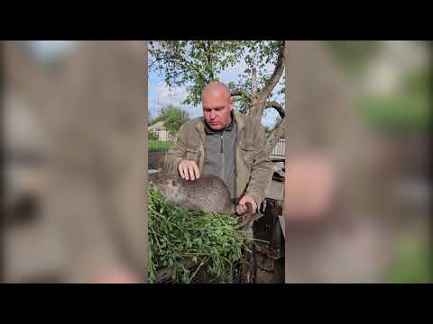 Як брати бобра?Толкові поради.