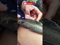 Bikin senang mancing dapat channa limbata kualitas kontes | fishing hunting #shorts