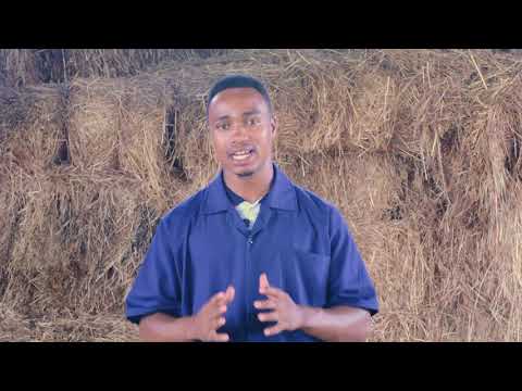 UZALISHAJI WA MAZIWA YA NGOMBE WA KISASA