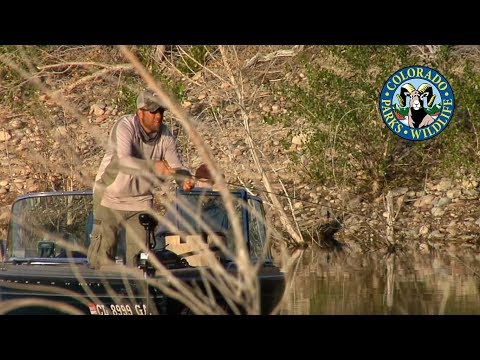 Vídeo: Os principais destinos para pesca no Colorado