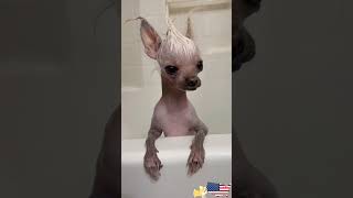 #cat #funny #happycats #catmemes #music #memes #trending #trendingshorts #tiktok #new #reels #ad