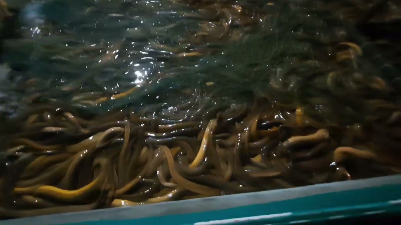 Nhật ký nuôi lươn vừa tròn 10 tháng _ 12.000 con từ size 1.000