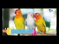 Masteran lovebird Suara ngetik ampuh ‖ Terapi lovebird ngekek panjang 2020