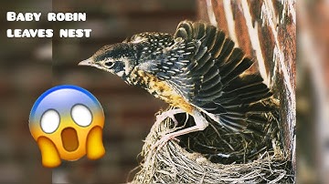baby robin leaves the nest (part 1)