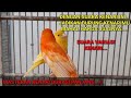 Masteran Kenari Cengkok Mewah Durasi Panjang Pancingan Kenari Paud Agar Cepat Gacor Mp3 - Mp4 Download