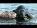 Seehunde Robben im Oceanarium Hirtshals Dänemark