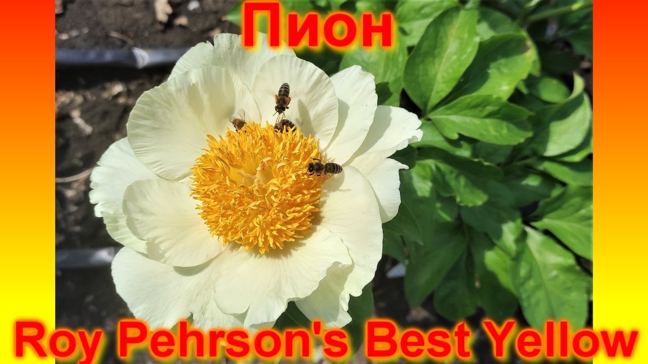 Пион Roy Pehrson's Best Yellow (Рой Персон'c Бэст Йеллоу) - YouTube