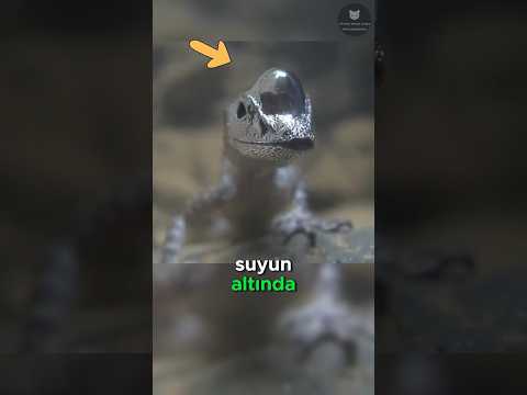 Sualtında Nefes Alan Kertenkele! 💧🤿🦎