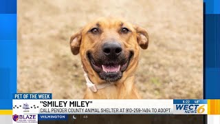 Pet of the Week: Smiley Miley from Pender County Animal Shelter