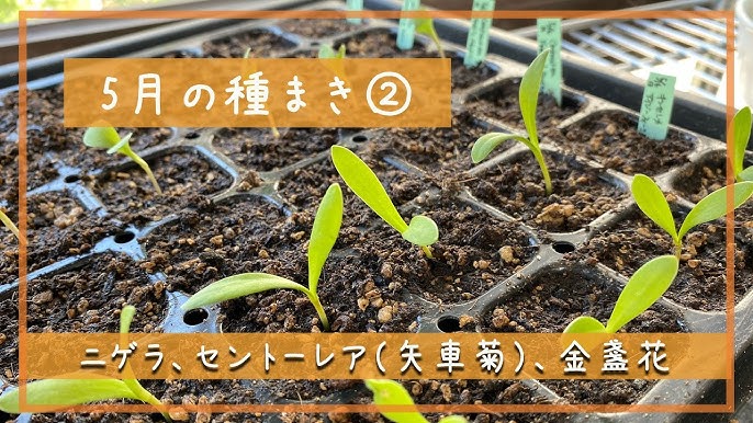 4月の種まき2 スカビオサ 三尺バーベナ 札幌園芸日記 Youtube 4月の種まき2 スカビオサ 三尺バーベナ 札幌園芸日記 Youtube
