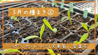 5月の種まき2／ニゲラ、矢車菊、キンセンカ／札幌園芸日記