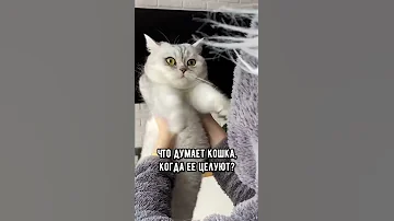 Что думает кошка, когда её целуют #shorts #кот #коты