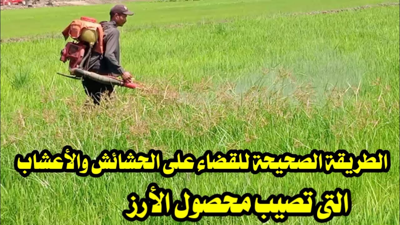 شاهد الطريقة الصحيحة للقضاء على الحشائش والأعشاب التى تصيب محصول الأرز