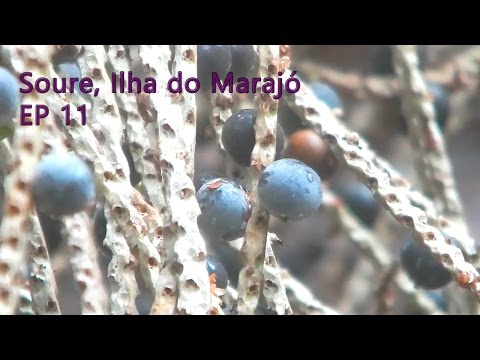 Catando açaí em Soure - EP 11