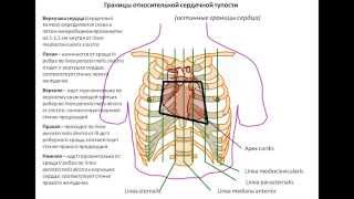 Топография сердца