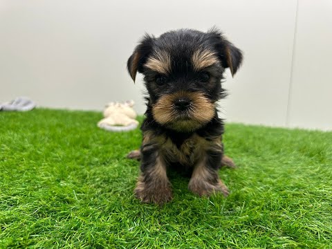 Video Yorkshire Terrier