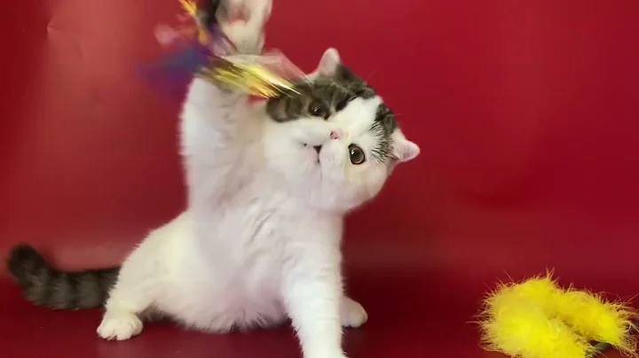 Watch the video about Exotic Shorthair Female of Majestymeow Cattery!