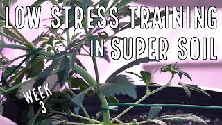 Season 2 (Week 3): LST in Supersoil