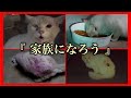 捨てられて虐待され続けた猫【後編】【野良猫保護】