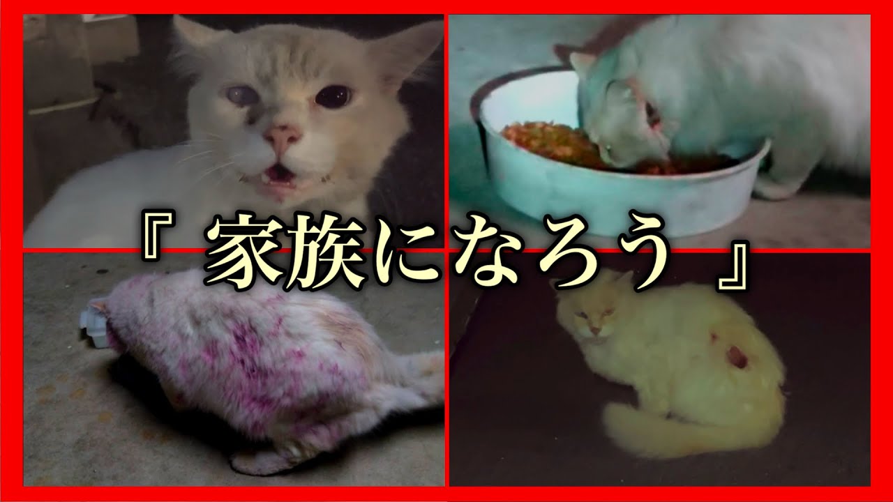 捨てられて虐待され続けた猫【後編】【野良猫保護】
