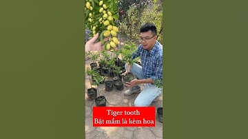 Táo tàu Tiger Tooth em lại về thêm đây ạ, cây thuần bầu, chậu ổn định rồi các bác ơi ☎️092.391.6866