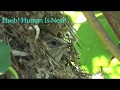 Front Yard Bushtit Bird Nest and Babies! Early May