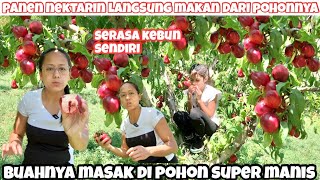 PANEN BUAH NECTARINE YANG SUPER MANIS DAN MERAH MERONA || KALAP MAKAN SAMPE PUAS