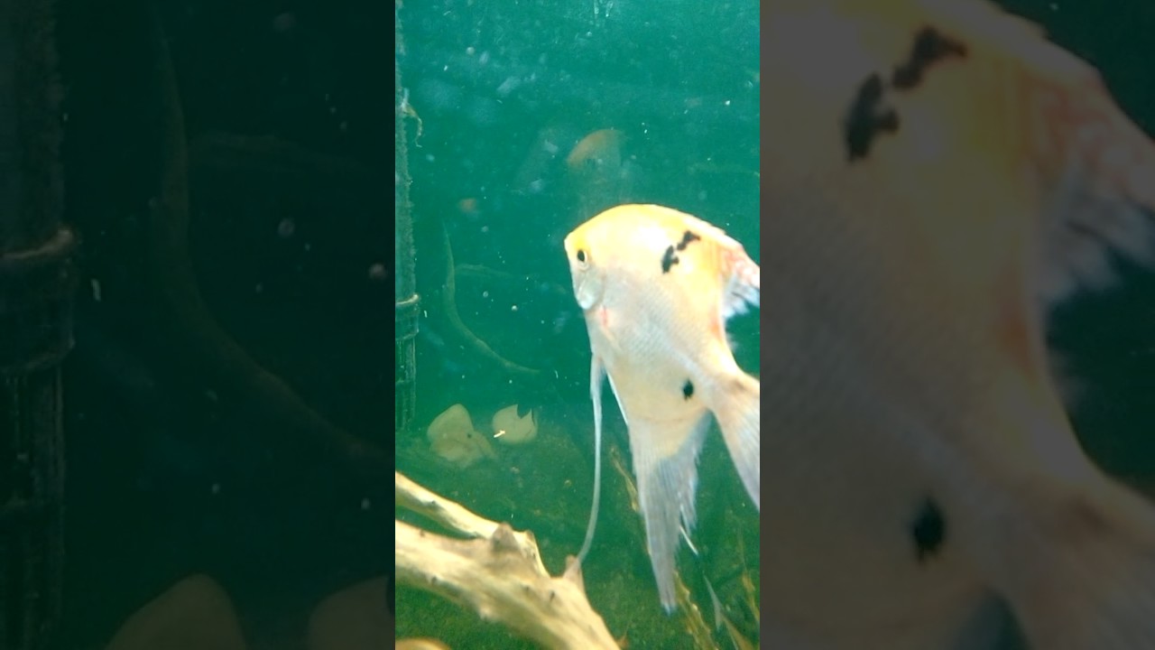 Acará bandeira com odinium .....