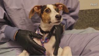 PAWS Chicago takes in displaced dogs, cats from Dominica
