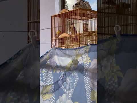 Video Đang vào lửa lại, nét chơi bung xoè, lanh cầu. Để giá... - youtube