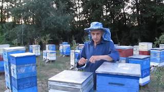 видео: Молодые матки-дублеры в конце лета, особенности физиологии. 18.08.2018 г. картинка: Молодые матки-дублеры в конце лета, особенности физиологии. 18.08.2018 г.