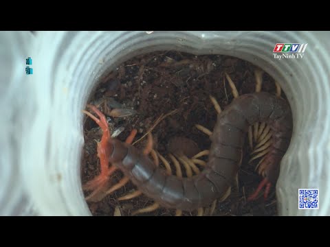 Video Mô hình nuôi rết thương phẩm | NÔNG NGHIỆP TÂY NINH |... - youtube