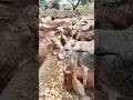 Cow farming for milk Punjab min aalo bahat saste ho gaye kasanon ne janoron ko khalana sharo kar dye