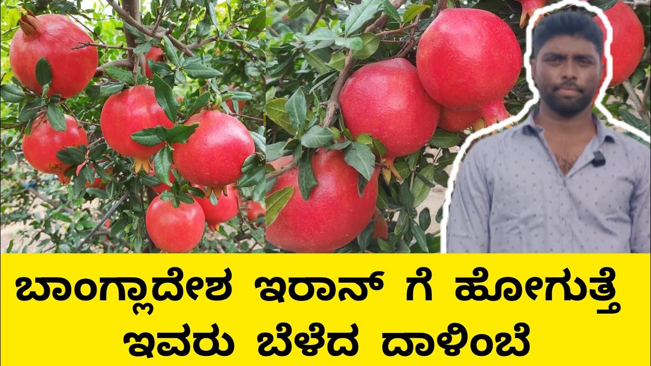 ವಿದೇಶಕ್ಕೆ ಹೋಗುತ್ತೆ ಇವರ ದಾಳಿಂಬೆ | Pomogranate cultivation in Karnataka |