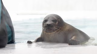 【まるすぎるアザラシ】 掃除をする飼育員さんが気になるミゾレくん Ringed seal / Mizore