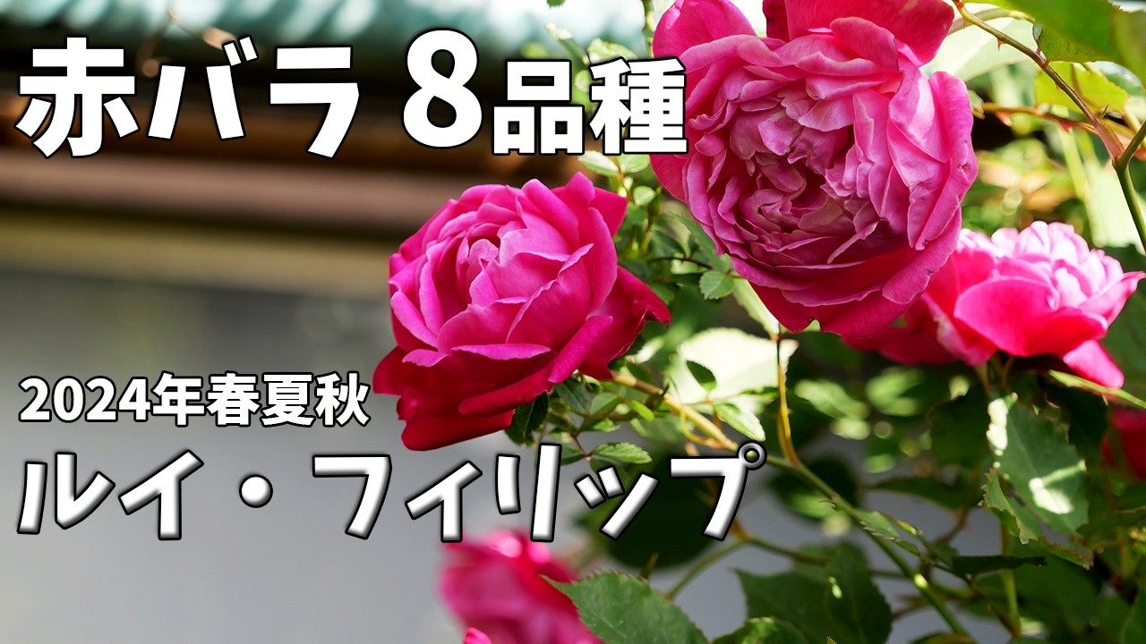 赤バラガーデニング：ルイ・フィリップと赤バラ8品種 2024春夏秋。パパ