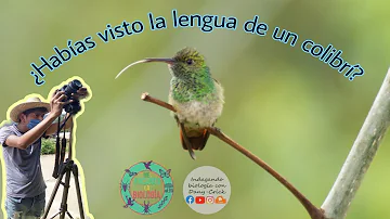 ¿Cómo es la lengua de los colibríes?