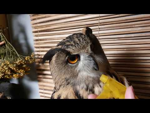 owl-yoll-is-washing-down-medicines.