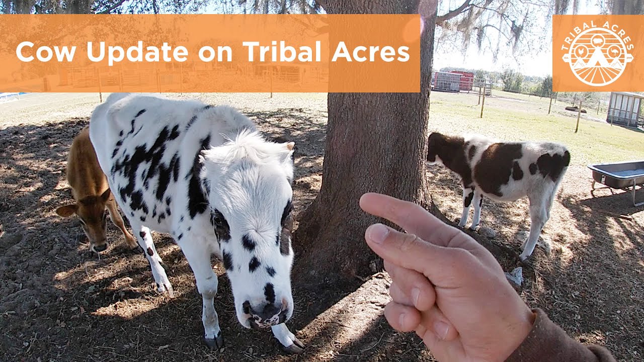Cow Update on Tribal Acres
