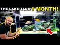 THE LAKE TANK AFTER 1 MONTH!! (KRIB BABIES)