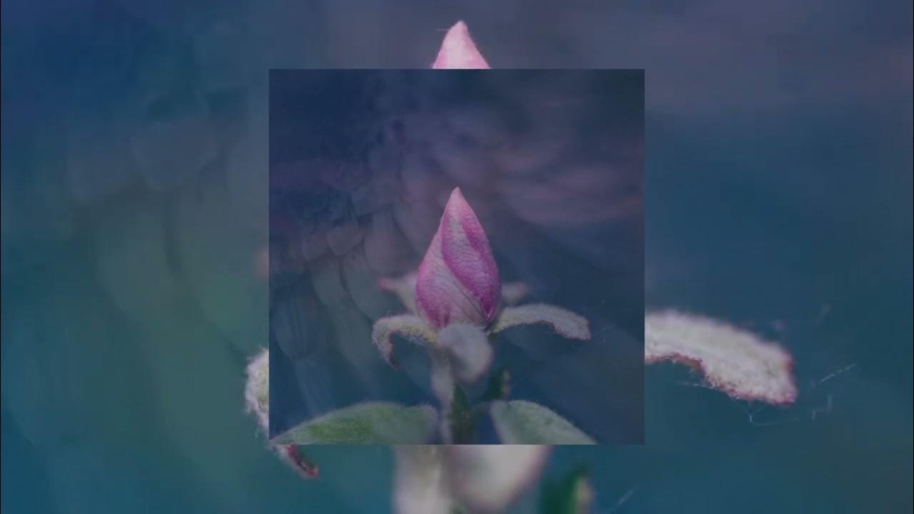 Equanimous, Bliss Looper - Inspired Equanimous, Bliss Looper - Inspired