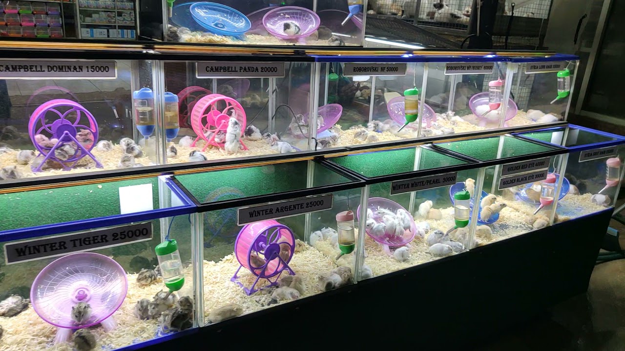 Toko hamster dan perlengkapan di tangerang