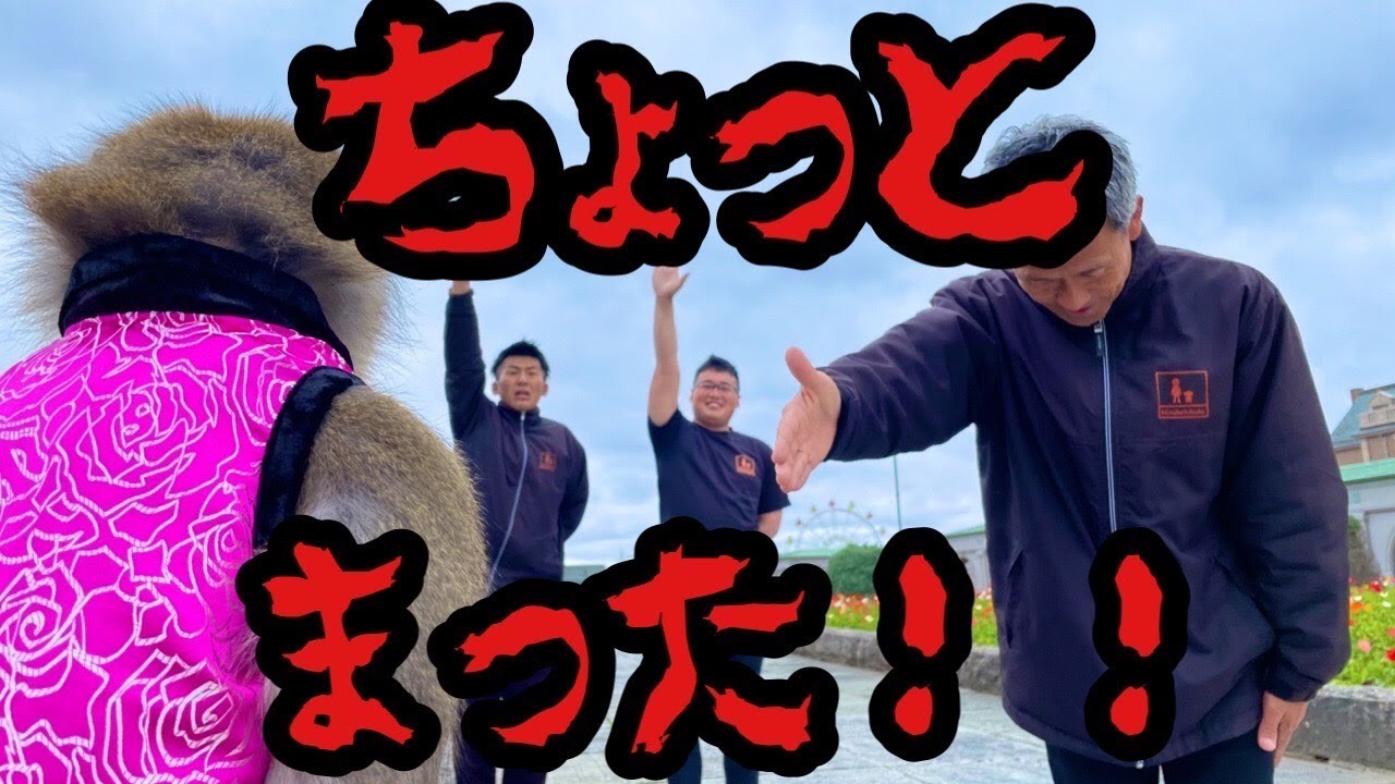 お猿さんの恋模様】お猿さんだって恋するの！愛の告白♪恋のお相手は誰