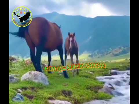 Duygusal Kürtçe WhatsApp