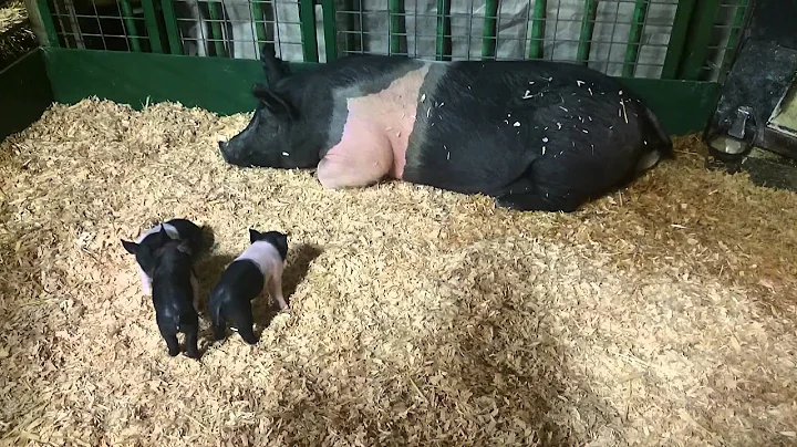 Baby Pig Play