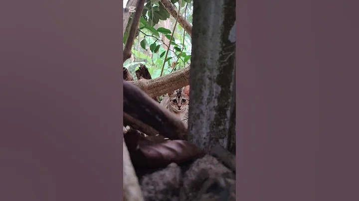 Too Cute for Words! 🐱💖 #Shorts