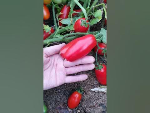 Низенький помідор Кімнатний Сюрприз. #tomato #помідори #томат# ...