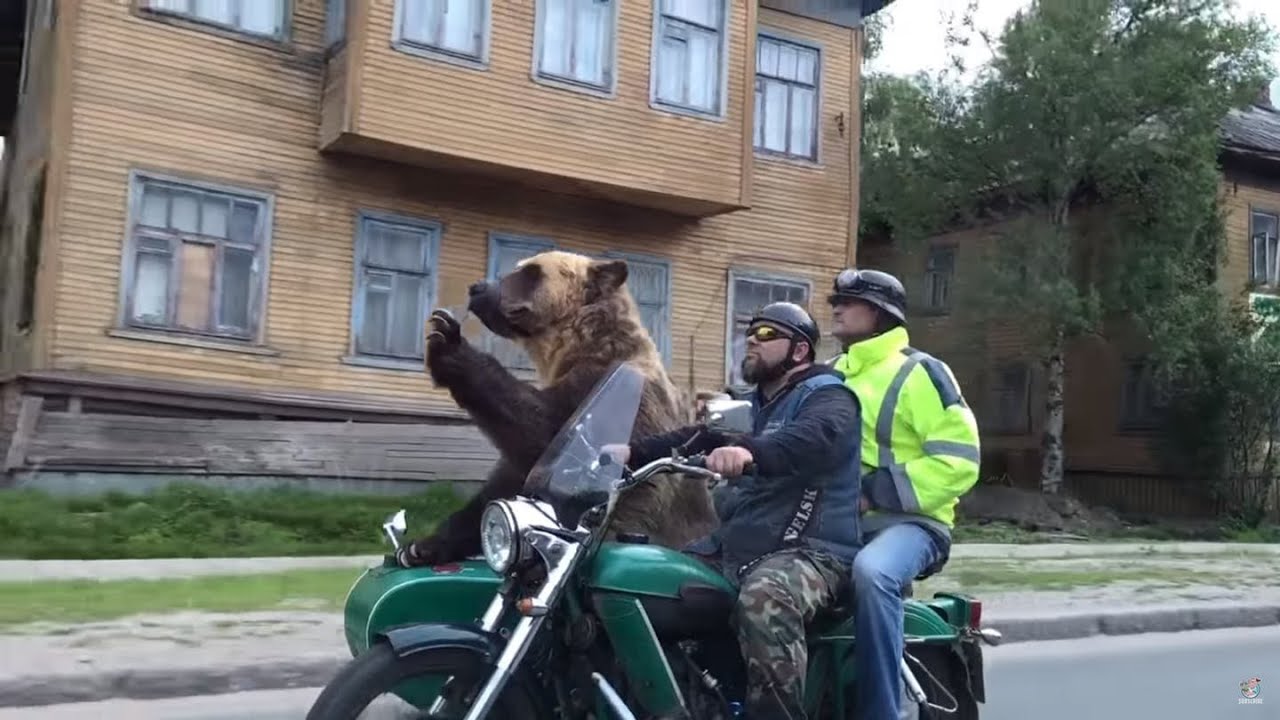 Медведь на мотоцикле фото. Ездящие на медведях. Медведь на мопеде. Медведи катаются на мотоциклах. Медведь на мотоцикле в городе.