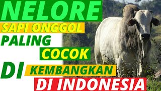 Nelore Sapi Onggol paling Cocok Dikembangkan Di Indonesia