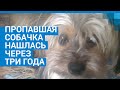 Ярославль: пропавшая собачка нашлась через три года #shorts